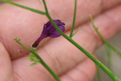 Dodartia orientalis