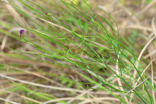 Dodartia orientalis, photograph 1