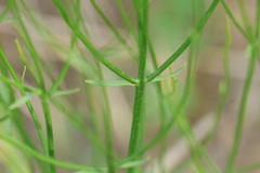 Dodartia orientalis, photograph (c) Вячеслав Юсупов, some rights reserved (CC BY)