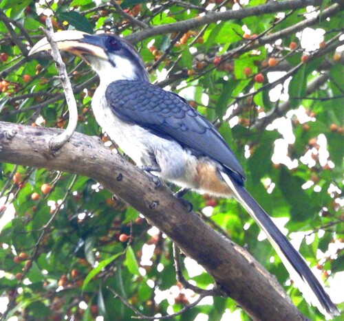 Sri Lanka Grey Hornbill
