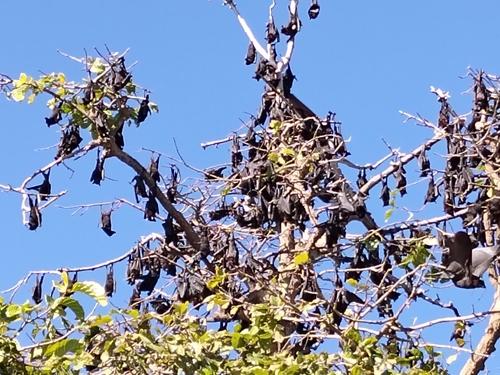 Black Flying-fox