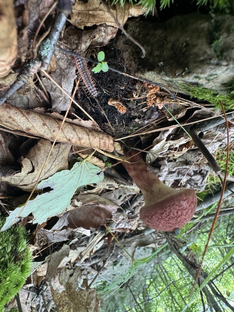 Painted Suillus