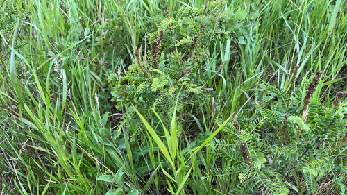 Amorpha nana, photograph 3