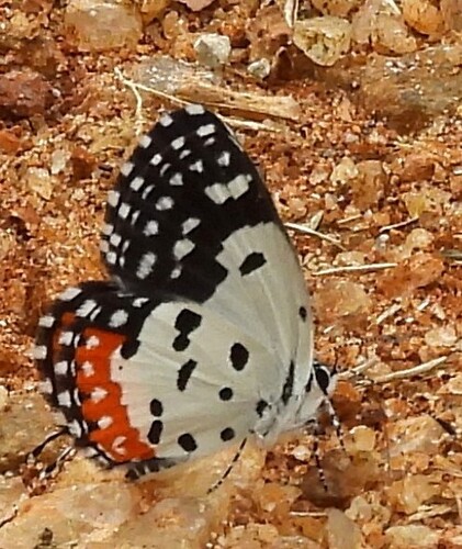 Red Pierrot