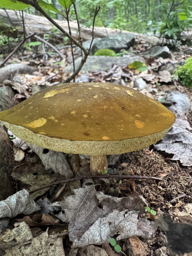 spotted bolete · June 2026 · photo: Photo: (c) SiphonophoreSlinger, some rights reserved (CC BY) · iNaturalist
