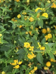 Lantana × hybrida