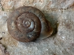 Plagioptycha strumosa