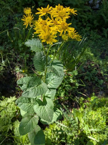 Jacobaea alpina (Jacobaea alpina)