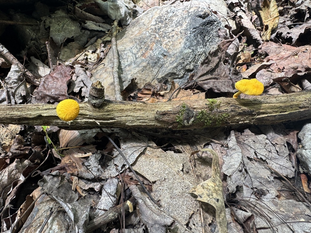 golden coincap · June 2026 · photo: Photo: (c) SiphonophoreSlinger, some rights reserved (CC BY) · iNaturalist