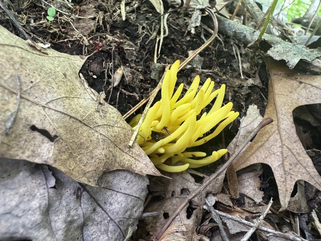Golden Spindles