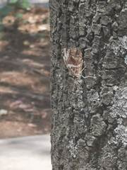 Myscelia ethusa ethusa