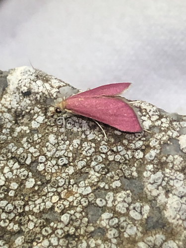 Pyrausta inornatalis