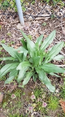 Solidago rigida humilis