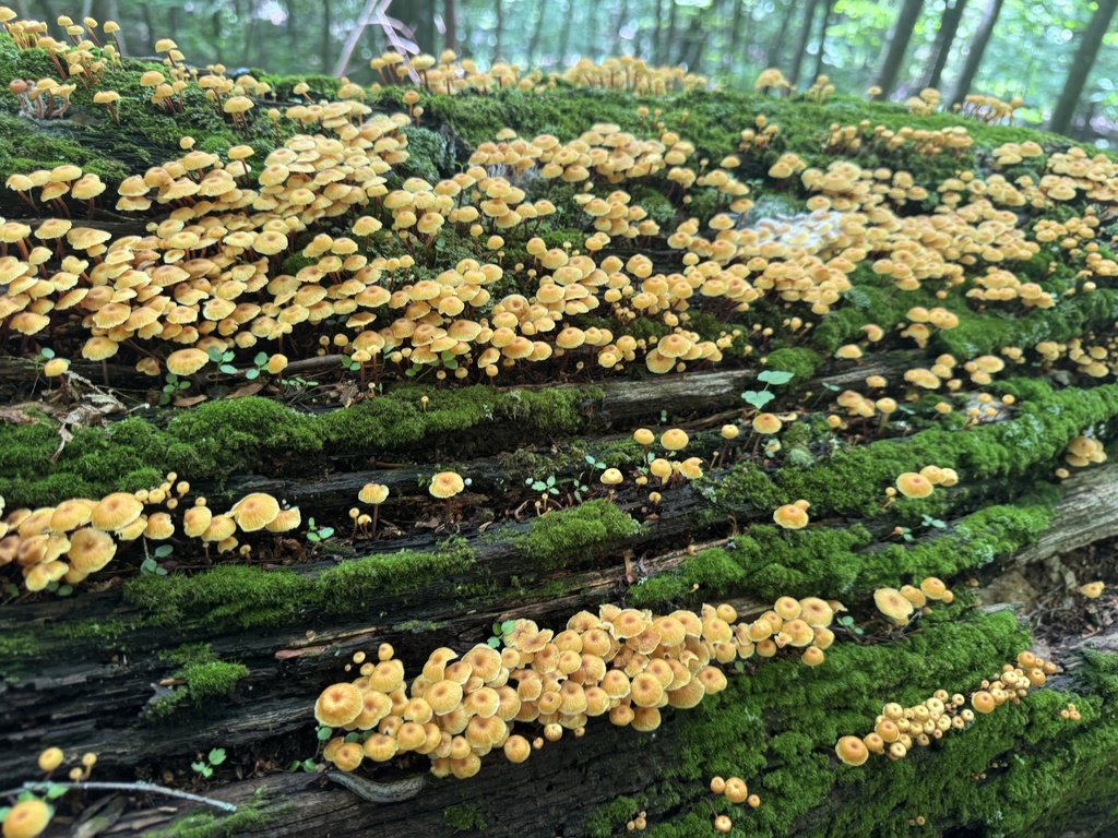 Cross-veined Troop Mushroom · June 2026 · photo: Photo: (c) SiphonophoreSlinger, some rights reserved (CC BY) · iNaturalist