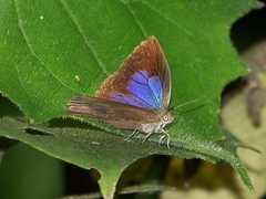 Arhopala japonica