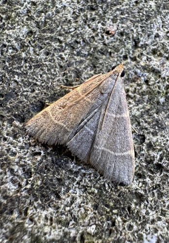 Double-striped Tabby