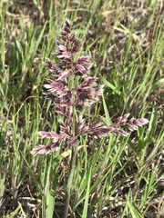 Poa arachnifera