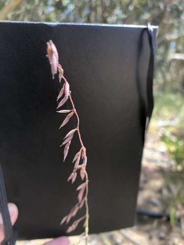 Ehrharta calycina