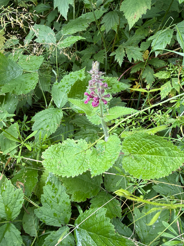 hedge woundwort