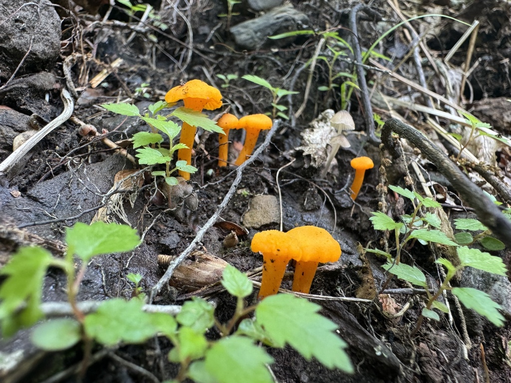 Small Chanterelle