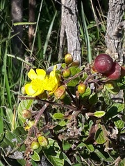 Davilla elliptica