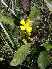 Davilla elliptica