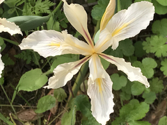Iris fernaldii