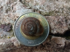Plagioptycha strumosa