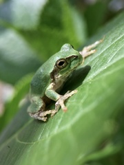 Hyla japonica