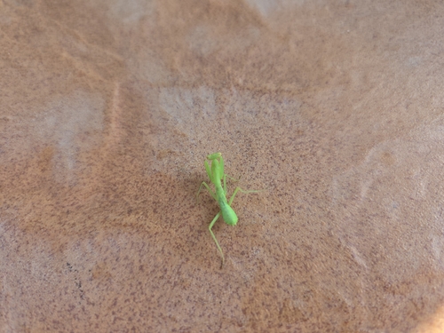 Transcaucasian Giant Mantis