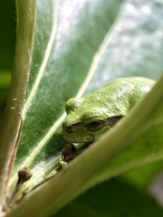 Hyla japonica