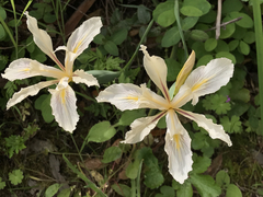 Iris fernaldii
