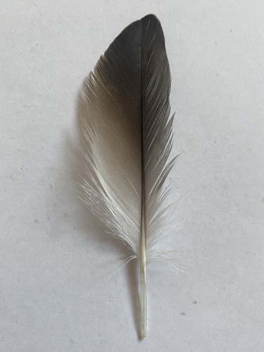 Plume de Puffin yelkouan