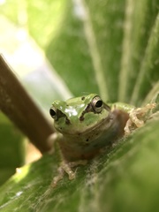 Hyla japonica
