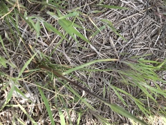 Poa arachnifera