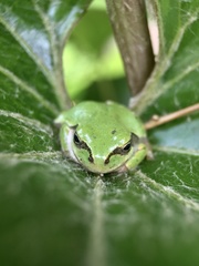 Hyla japonica
