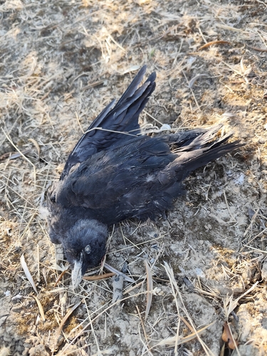 Eurasian Jackdaw