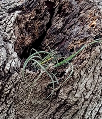 Tillandsia baileyi