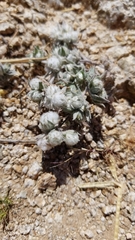 Stylocline micropoides