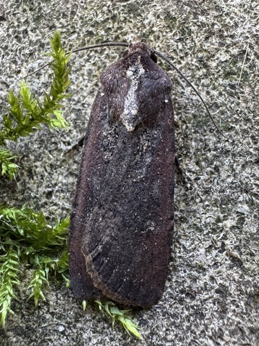 Variegated Cutworm Moth