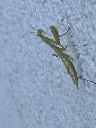Image of Mantis religiosa by no rights reserved