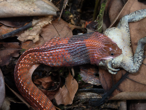 Rhabdophis rhodomelas, 2026-07-02