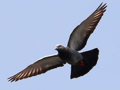 Columba livia domestica