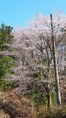 Prunus serrulata