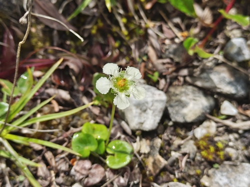 Parnassia wightiana, 2026-07-02