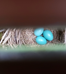 Turdus migratorius