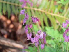 Dicentra formosa