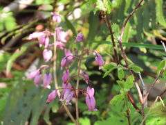 Dicentra formosa