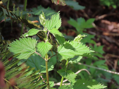 Urtica dioica