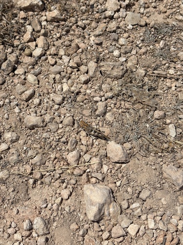 Handsome Cross Grasshopper